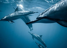 世界杯比赛结果-宁波男篮社媒分享视频：团建日，movie with barbecue